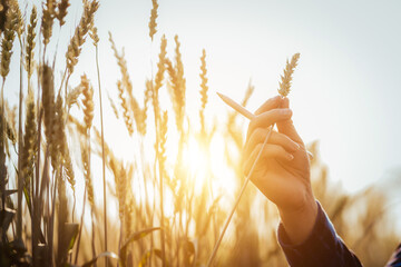 Close-up of a man checking the quality of a bunch of wheat at sunset in a field of ripe gold. Farm...