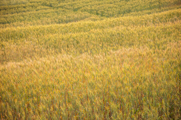 Golden yellow wheat field in summer at sunset Yellow wheat ready to harvest Farmer concept