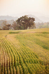 Golden yellow wheat field in summer at sunset Yellow wheat ready to harvest Farmer concept