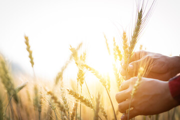 Close-up of a man checking the quality of a bunch of wheat at sunset in a field of ripe gold. Farm...