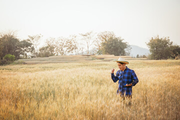 Agriculture. A farmer with a tablet walks across a wheat field in the glare of the sun. Agronomist working in rural area at sunset Bread production in the farm garden planting green wheat plants