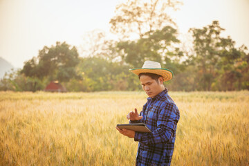 Agriculture. A farmer with a tablet walks across a wheat field in the glare of the sun. Agronomist working in rural area at sunset Bread production in the farm garden planting green wheat plants