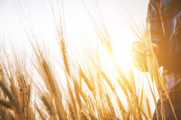 Close-up of modern farmer's hand holding green wheat ears in the field. Ripe ears. Man walking in...