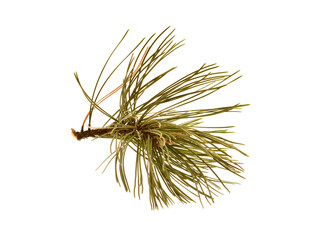 Obraz premium pine cone isolated on white background