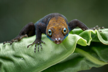 Yellow-headed Gecko (Gonatodes albogularis) is a smallish species of gecko found in Central and South America.