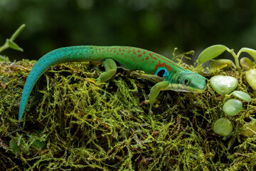 The Peacock Day Gecko (Phelsuma quadriocellata) is a brightly colored species of gecko found in Madagascar.