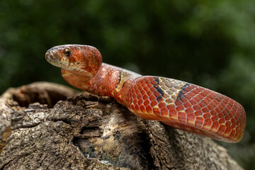 Oligodon albocinctus, also known as the Light-barred Kukri Snake, is a species of colubrid snake...