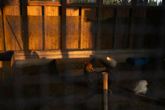 鶏と夕日