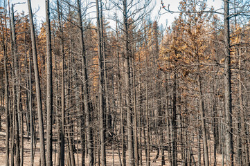 Forest Fire Damage at Bryce Canyon National Park in southern Utah