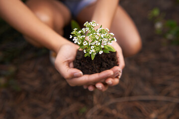 Hands, soil and flower for gardening and ecology, growth and botanical with sustainability in...