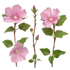Close-Up of Vibrant Pink Mukuge Rose of Sharon Blossom in Summer Garden on transparent background - Botanical Elegance and Natural Beauty Captured Outdoors
