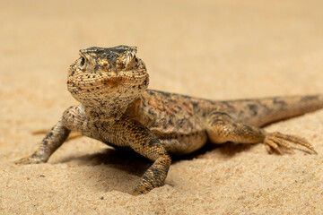 Toad-headed Agama or Secret Toadhead Agama (Phrynocephalus mystaceus) is a species of agamid lizard. 