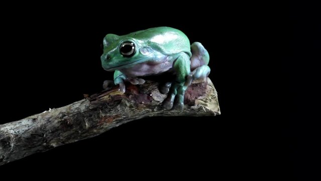 Dumpy frog sitting on branch, litoria caerulea