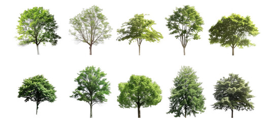 Set of Diverse Green Trees and Botanical Garden Plants Collection Isolated on Transparent Background 