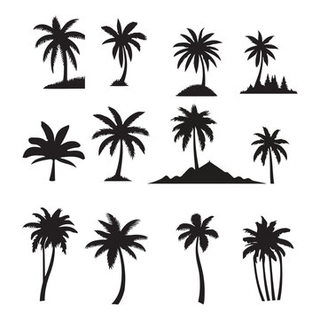 set of palm trees, Isolated palm on the white background. Palm silhouettes.	
