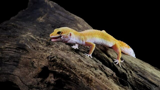 Leopard gecko lizards are eating crickets on a tree