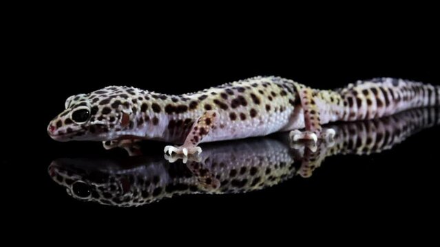 Leopard gecko lizard is crawling, isolated on black with reflections