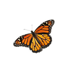 Fototapeta na wymiar a side view of a very beautiful butterfly on a white background PNG