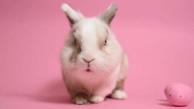 Easter Bunny on a pink background with a painted egg.