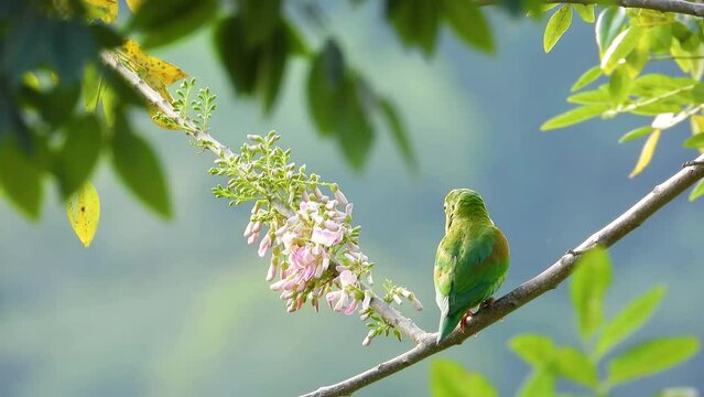 Orange-Chinned Parakeet on Swaying Branch Near Pink and Green Flora
