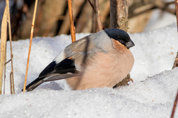 A common bullfinch (female) sits on the snow in a winter park.