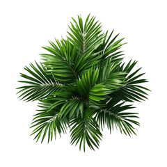 christmas tree isolated on white