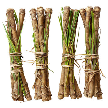 Ayame Calamus Blossom on transparent background: A Macro View of Nature's Elegance in Vibrant Spring Bloom, Ideal for Botanical Art, Meditation, and Zen Design.