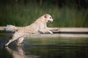happy golden retriever dog jumping into the lake water