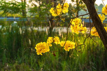 Beautiful blooming Yellow Golden Tabebuia Chrysotricha flowers of the Yellow Trumpet that are blooming with the park in spring day in the garden and sunset sky background in Thailand.