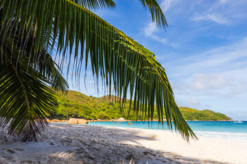 Coastal view with coconut palm trees and white sand under blue cloudy sky on a sunny day