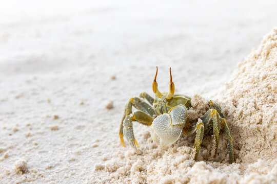 Horned ghost crab or horn-eyed ghost crab is on white coastal sand