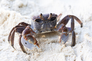 Ghost crab walks on white coastal sand
