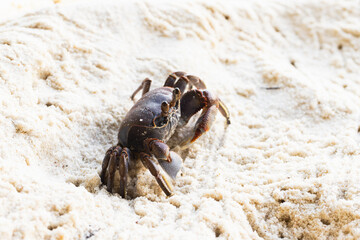 Ghost crab is on white coastal sand of Praslin island