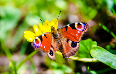 peacock butterfly. sits on a yellow flower
