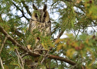 Waldohreule (Asio otus) in Mártély, Ungarn