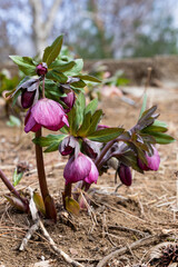 Pink hellebore flowers blooming in early spring garden.
