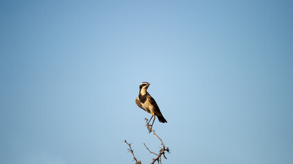 Capped Wheatear ( Oenanthe pileata)Kgalagadi Transfrontier park, South Africa