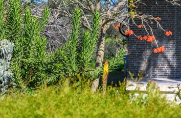 aloe flower among plants in the garden 1