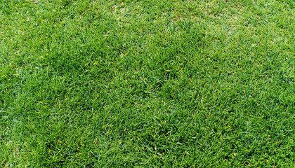 Fototapeta premium Green grass texture for background. Green lawn pattern and texture background. Close-up.