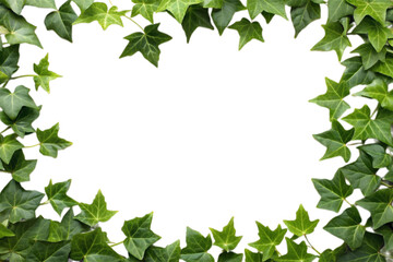 Fototapeta na wymiar Ivy plant leaf frame with copy space and clipping path