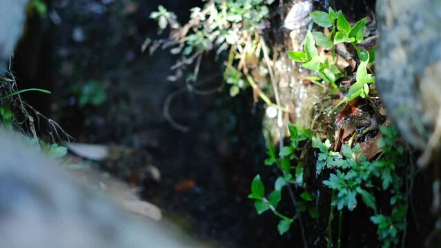 山の綺麗な水路と水の滴る植物