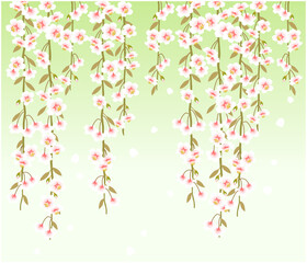 しだれ桜