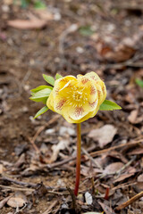 Yellow hellebore flowers blooming in early spring garden.