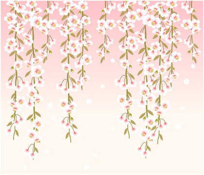 しだれ桜