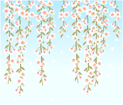 しだれ桜
