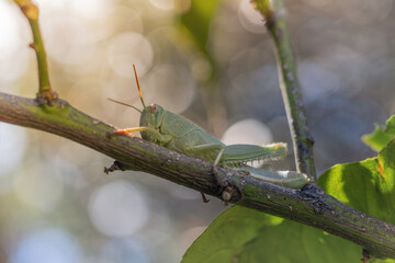A green grasshopper on a tree branch. Sunlight. Selective focus