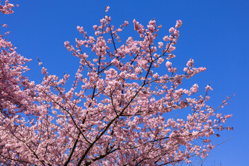 Beautiful Kawazu cherry blossoms in early spring in Japan.
