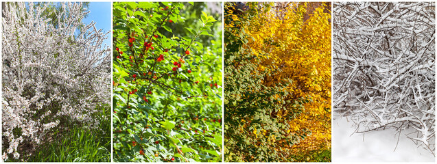 Bright seasonal collage of photographs from four seasons. Cherry bush in flowers in spring, with...