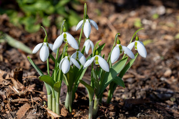 Snowdrops of neat flowers that bloom in early spring.