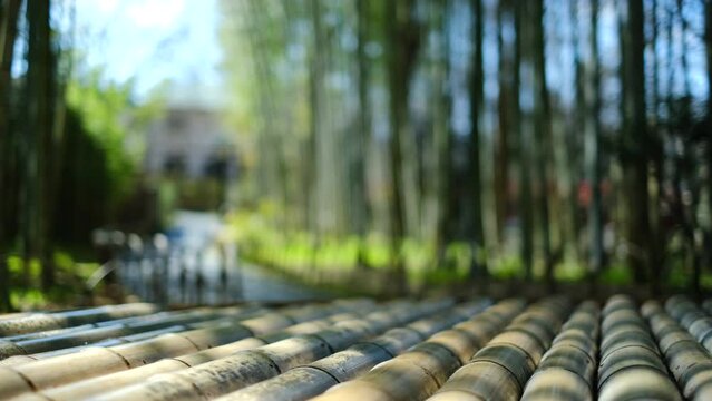 静岡県伊豆市修善寺　竹林の小径と木漏れ日